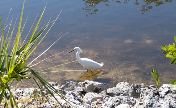 White egret wading