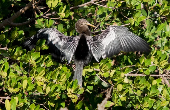 Anhinga drying its wings