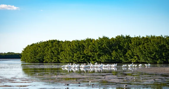 White pelicans in the wetlands