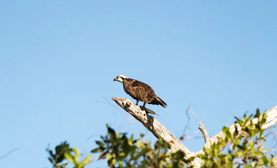 Osprey perched on a branch