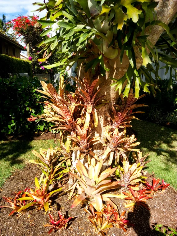 Tropical bromeliads