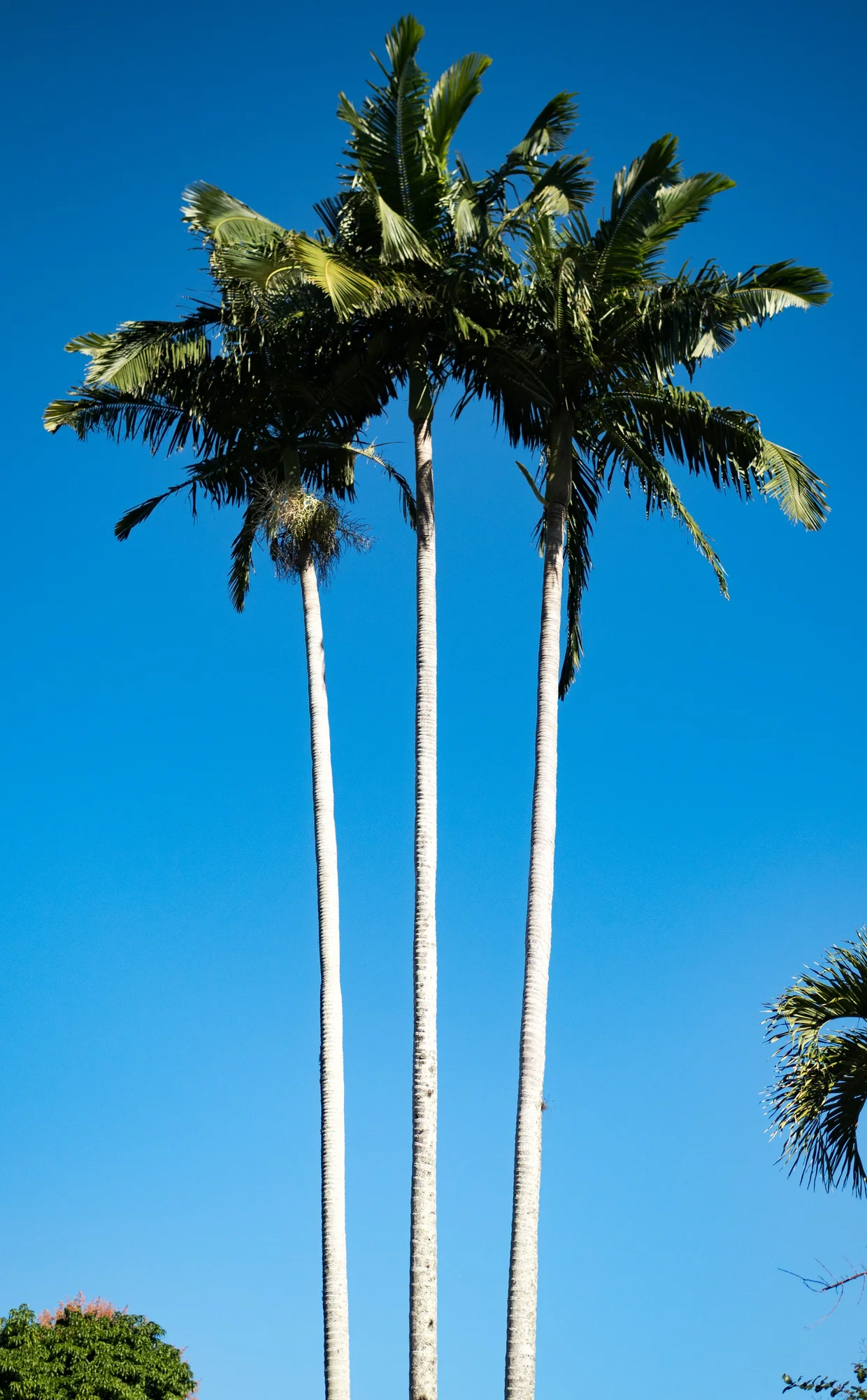 Tall palms against a clear blue sky