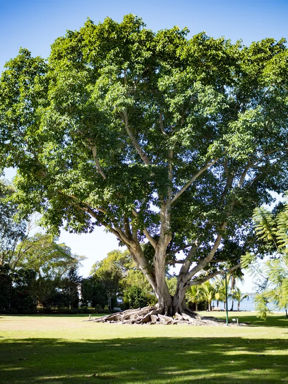 Massive banyan tree