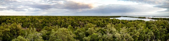 Panoramic view over the wetlands