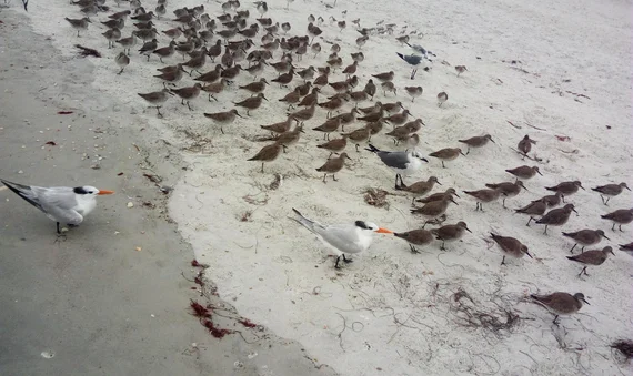 Shorebirds on the sand