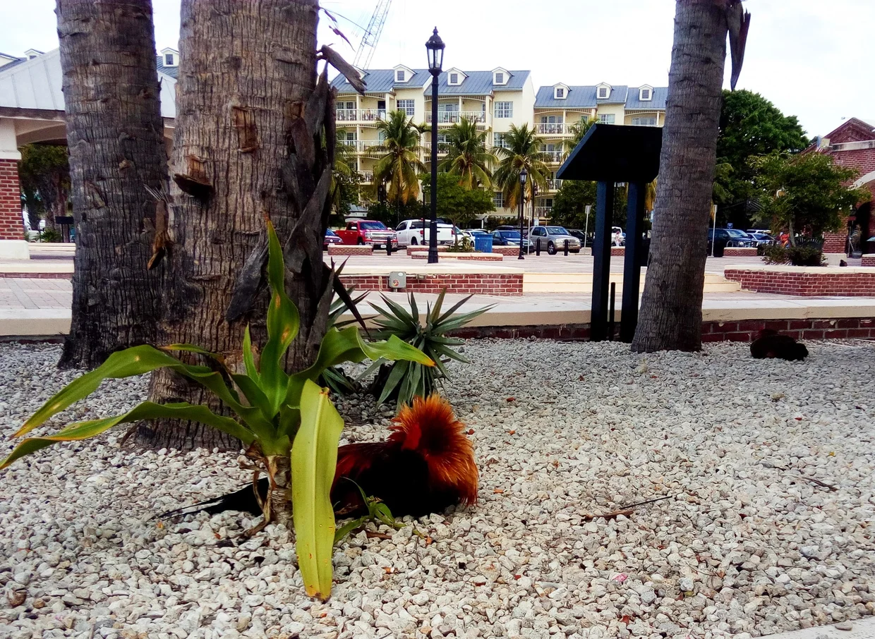 Key West town center