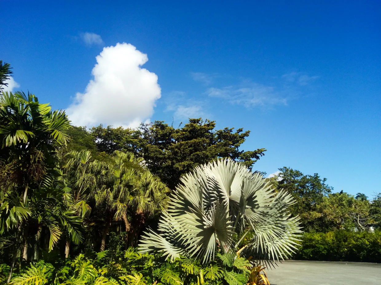 Tropical vegetation under blue sky