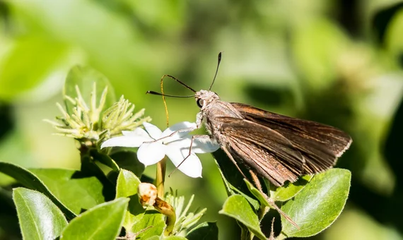 Moth on a flower
