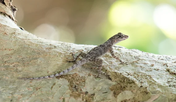Anole lizard on a tree