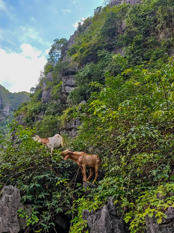 River valley view from Hang Mua at sunset with layered karst hills