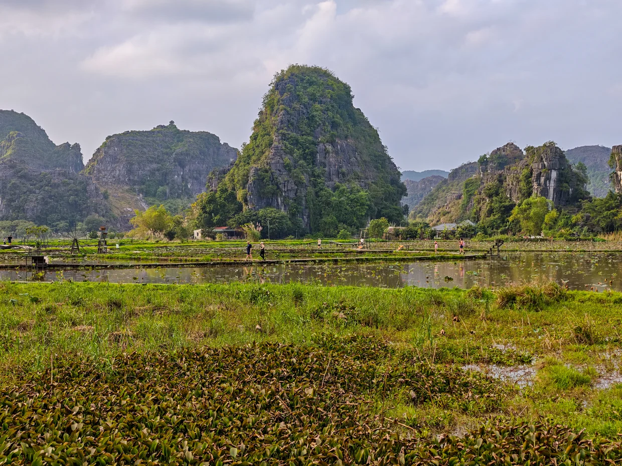 Rice paddies with limestone karst towers in the background near Ninh Binh